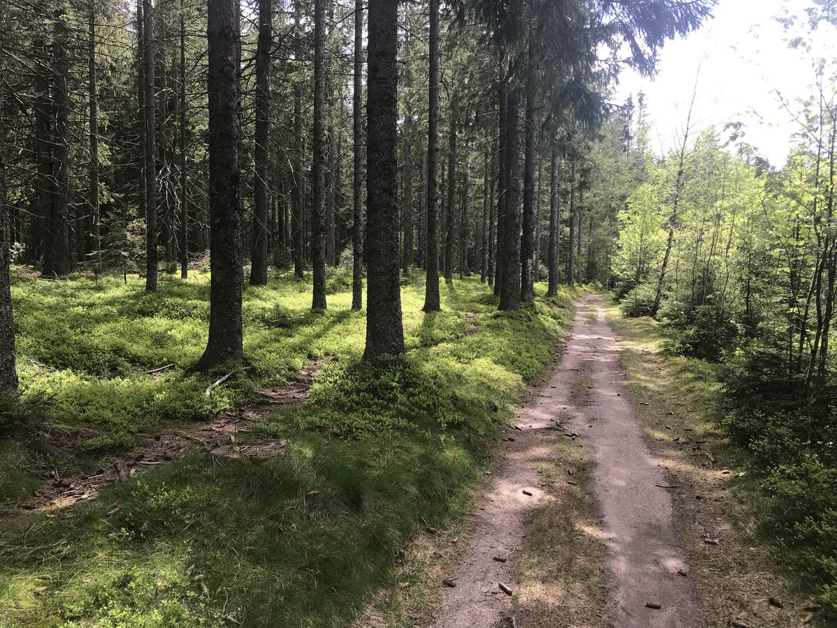 Bike Crossing Schwarzwald
